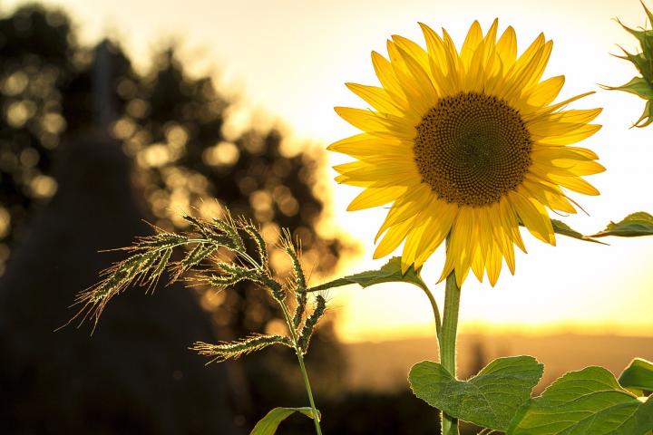 sunflower-1127174_1920_full_width.jpg